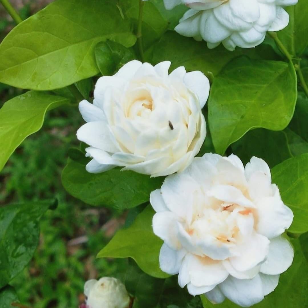 3 Count Jasmine Live Plant | Grand Duke of Tuscany Jasmine | Produce Fragrant Flowers | Live Jasmine Plant for Outdoor Garden or Home Office | 4 to 6 Inc