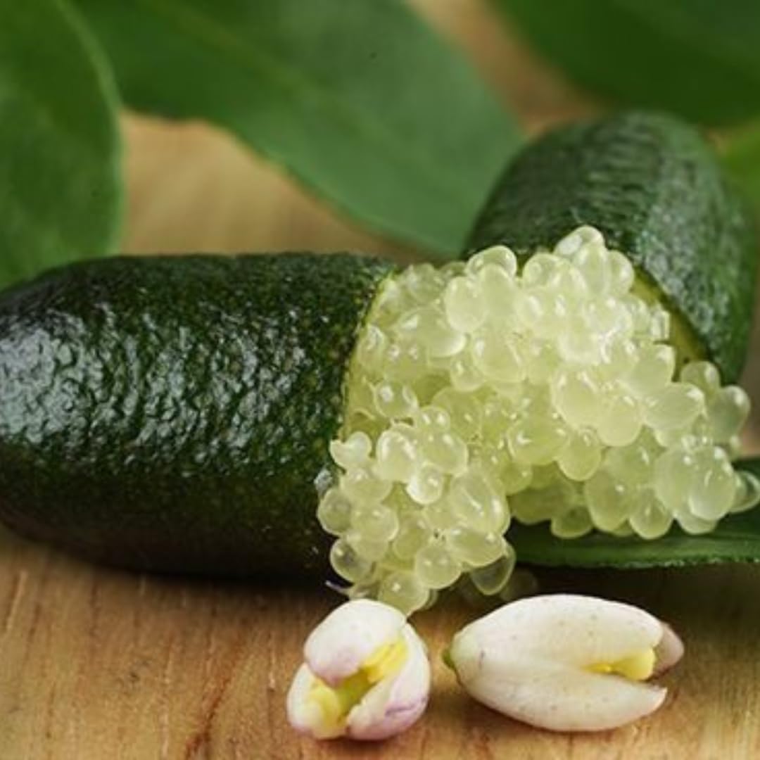 Green Finger Limes Fresh Trees | 2.5–3 Feet Live Potted Citrus Plant | Unique, Juicy Citrus Trees for Indoor & Outdoor Spaces | No Ship to CA,HI,AK