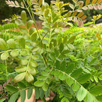 2 Honey Locust Seedlings Live | Native Honey Locust Tree Seedlings | 1–2 Feet Tall Plants | Great for Outdoor Planting and Restoration Projects
