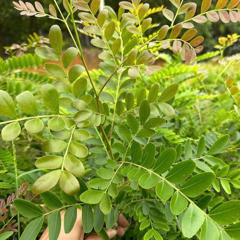2 Honey Locust Seedlings Live | Native Honey Locust Tree Seedlings | 1–2 Feet Tall Plants | Great for Outdoor Planting and Restoration Projects