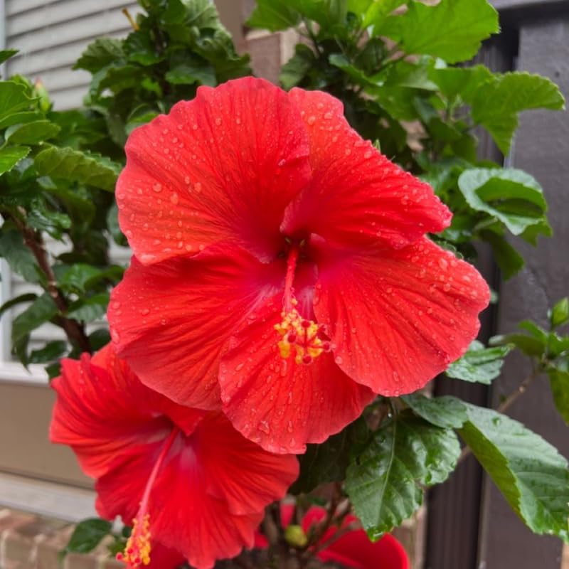 2 Red Althea Live Plants (Rose of Sharon) | 12–18 Inch Tall Flowering Trees | Red-Flowering Hibiscus Shrubs for Outdoor Planting, Landscaping & Garden Beds