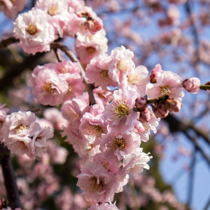 Akebono Cherry Tree Live Plant, 6-12 Inch Tall Starter Plant, Japanese Cherry Blossom Tree, Easy Care Flowering Tree for Planting Outdoors