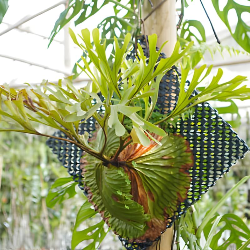 2 Staghorn Ferns Live Plants, Live Fern Plants Indoor in 4 Inch Pot, Unique Fern for Wall Mounting, Shelves and Indoor Decor
