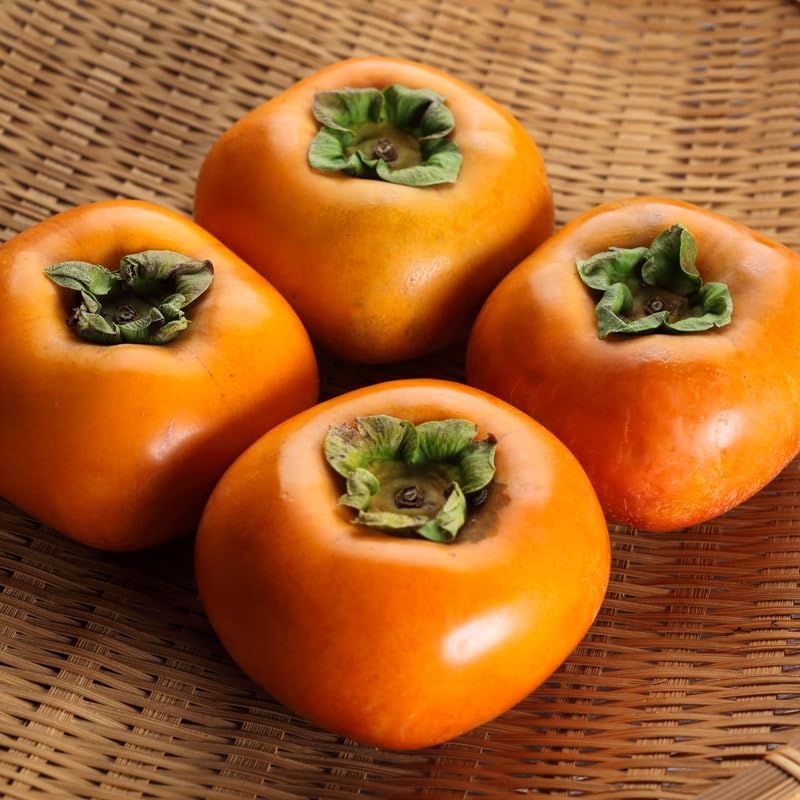 2 American Persimmon Tree for Planting – 12 to 24 Inch Tall Potted Live Fruit Plant | No Ship to CA