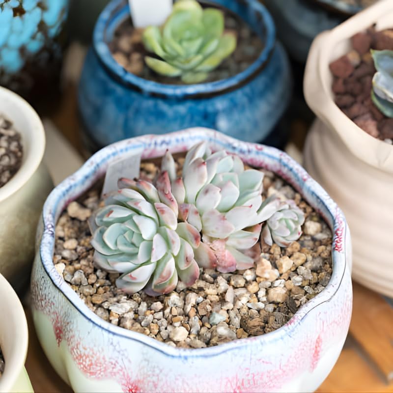 2 Echeveria Succulents Live Plants, Echeveria Minima Succulent in 2 Inch Pot for Planting, Air-Purifying, Low Maintenance, Perfect for Home and Office Décor