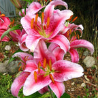 Oriental Lily Bulbs, Lily Bulbs for Spring Planting, 5 Pack Premium 12/14 Size, Easy to Grow Summer Flowering Bulbs for Potted Décor