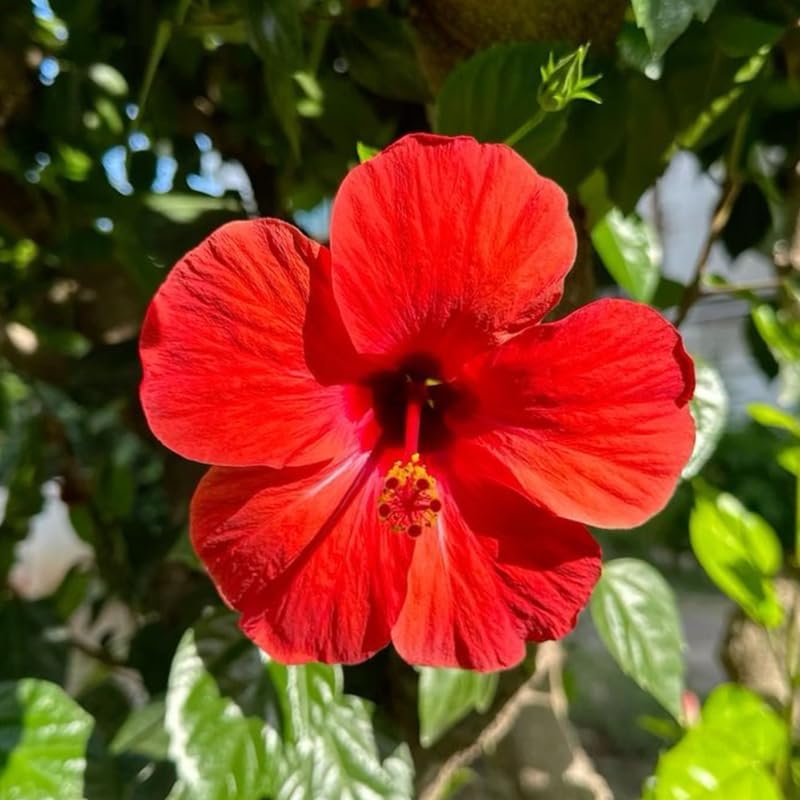 2 Red Rose of Sharon Live Plants | 12–18 Inch Tall | Red Blooming Hibiscus syriacus for Yards, Hedges, Borders & Landscape Design