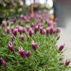 Spanish Lavender Flower Plant, Live Lavender Plants for Inside and Home Décor, 3-Inch Potted, Aromatic Purple Flowering Shrub