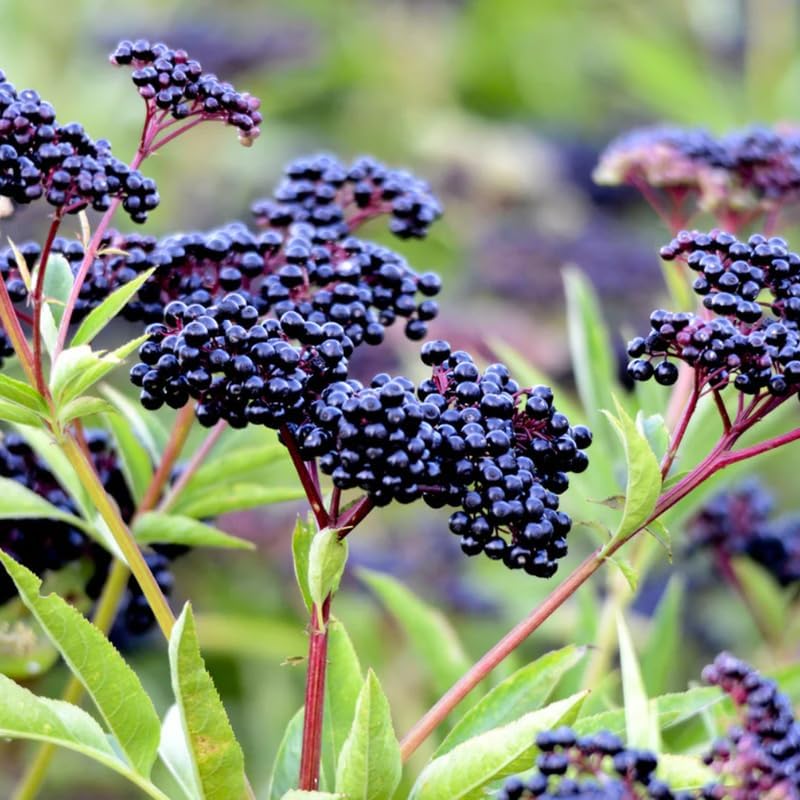 2 Black Elderberry Live Bare Root Plants | 8-12" Cold-Hardy Rooted Cuttings | Fast-Growing Deciduous Fruit Trees for Backyard and Patio | Easy to Care and Maintain