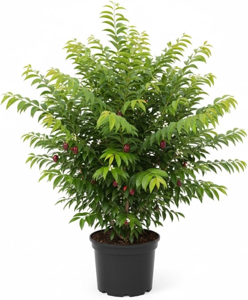 Surinam Cherry Tree Live Plant | 2.5–3 Ft Cherry Tree | Small Tropical Fruit Tree for Home Gardens & Outdoor Growing | No Ship to CA,HI,AK