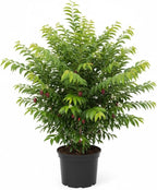 Surinam Cherry Tree Live Plant | 2.5–3 Ft Cherry Tree | Small Tropical Fruit Tree for Home Gardens & Outdoor Growing | No Ship to CA,HI,AK