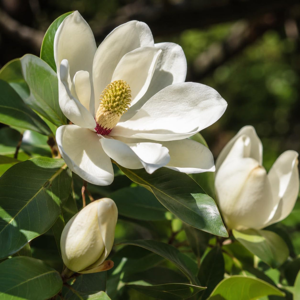 Sweetbay Magnolia Tree Live Plant, 3 Feet Tall in 3 Gallon Pot, Vigorous Cold-Hardy Flowering Plant, Sturdy Low Maintenance Shade Tree with Fragrant White Blooms (No Ship to CA,HI,AK)