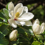 Sweetbay Magnolia Tree Live Plant, 3 Feet Tall in 3 Gallon Pot, Vigorous Cold-Hardy Flowering Plant, Sturdy Low Maintenance Shade Tree with Fragrant White Blooms (No Ship to CA,HI,AK)