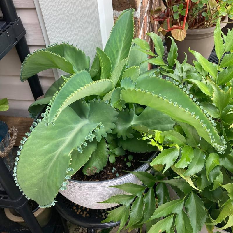 Kalanchoe Mother of Thousands Plant Live in 2" Inch Pot | Ideal Succulent for Indoor & Outdoor Garden| Low-Maintenance Houseplant for Home & Desk