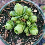 Mountain Rose Succulent (Greenovia Dodrentalis) | 2" Potted Live Plant | Low Maintenance Desk Plant for Modern Interiors