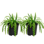 2 Zigzag Fishbone Cactus Plant in 3" Pot, Well-Rooted, Exotic Hanging Succulent, Fragrant Night-Blooming Flowers, Ideal for Home and Office Décor