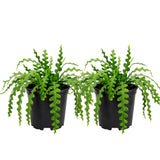 2 Zigzag Fishbone Cactus Plant in 3" Pot, Well-Rooted, Exotic Hanging Succulent, Fragrant Night-Blooming Flowers, Ideal for Home and Office Décor