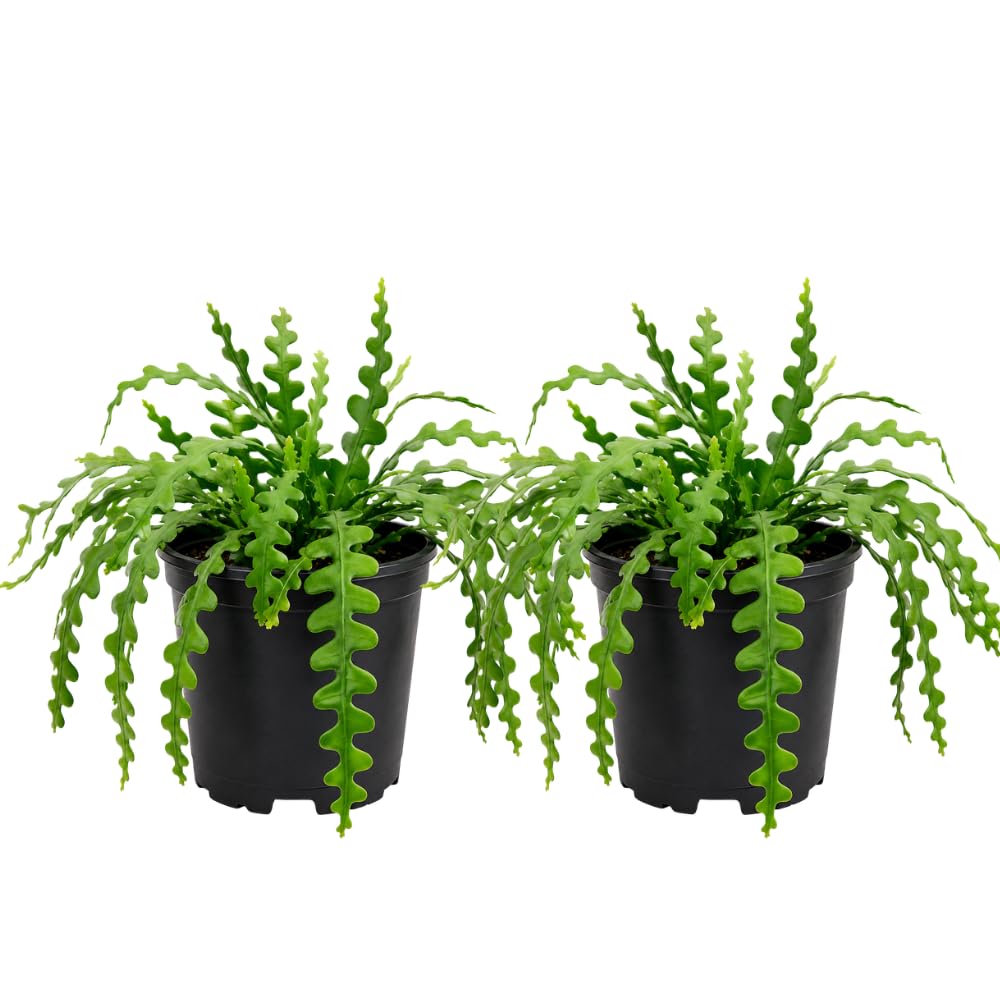 2 Zigzag Fishbone Cactus Plant in 3" Pot, Well-Rooted, Exotic Hanging Succulent, Fragrant Night-Blooming Flowers, Ideal for Home and Office Décor