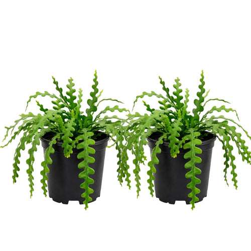 2 Zigzag Fishbone Cactus Plant in 3" Pot, Well-Rooted, Exotic Hanging Succulent, Fragrant Night-Blooming Flowers, Ideal for Home and Office Décor