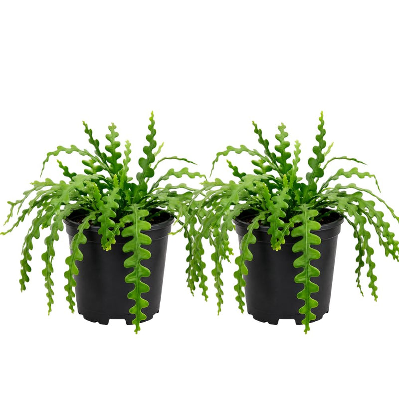 2 Zigzag Fishbone Cactus Plant in 3" Pot, Well-Rooted, Exotic Hanging Succulent, Fragrant Night-Blooming Flowers, Ideal for Home and Office Décor