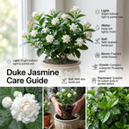 (No Ship to CA,HI,AK) Duke Jasmine Plant Live, 2 Gallon Pot, Low Maintenance Highly Fragrant Shrub for Homeowners, Sturdy Starter for Elegant Floral Displays