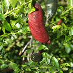 Red Finger Lime Trees Live Plants | 2.5–3 Feet Live Potted Citrus Tree | Citrusy Juicy Fruit for Cooking, Juicing & Home Gardening | No Ship to CA,HI,AK