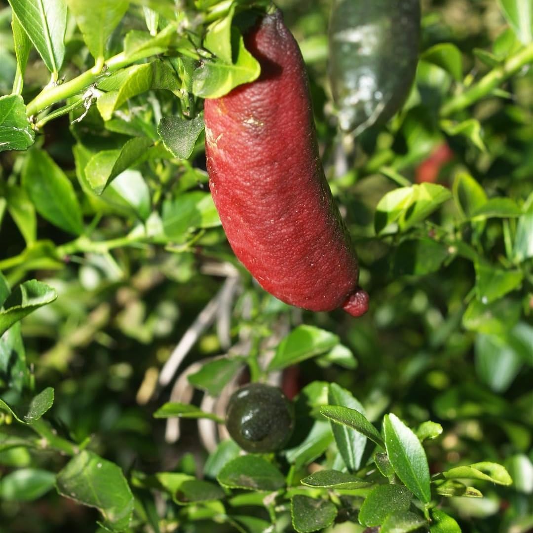 Red Finger Lime Trees Live Plants | 2.5–3 Feet Live Potted Citrus Tree | Citrusy Juicy Fruit for Cooking, Juicing & Home Gardening | No Ship to CA,HI,AK