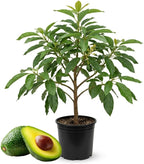 (No Ship to CA,HI,AK) Avocado Tree Live Plant, 3 Gallons Pot, Vigorous Evergreen Shade Tree for Backyard Gardens & Orchard Planting, Grow Delicious Creamy Avocados at Home