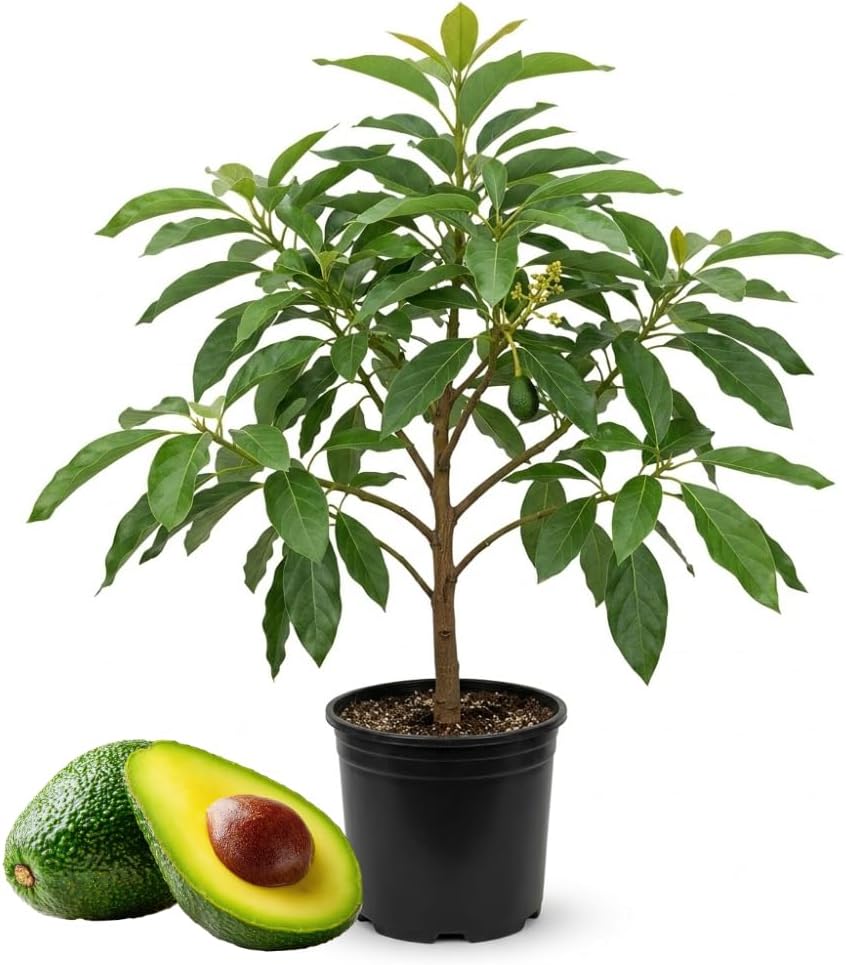 (No Ship to CA,HI,AK) Avocado Tree Live Plant, 3 Gallons Pot, Vigorous Evergreen Shade Tree for Backyard Gardens & Orchard Planting, Grow Delicious Creamy Avocados at Home
