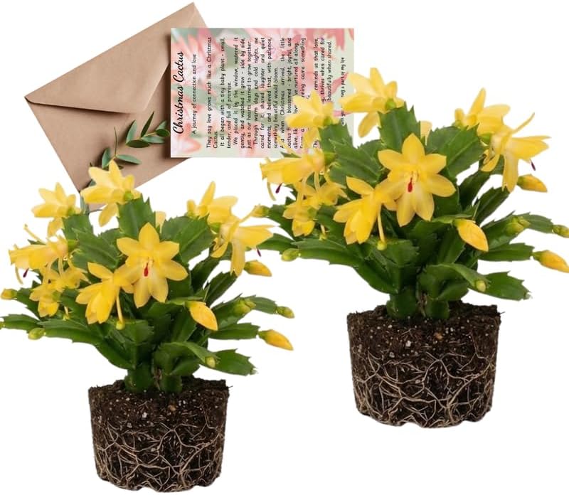 2 Yellow Christmas Cactus | 3–4 Inch Tall Christmas Live Plant | Easy to Grow Indoor Houseplant | Gift-Ready Houseplant for Home Décor, Friends & New Beginnings