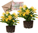 2 Yellow Christmas Cactus | 3–4 Inch Tall Christmas Live Plant | Easy to Grow Indoor Houseplant | Gift-Ready Houseplant for Home Décor, Friends & New Beginnings