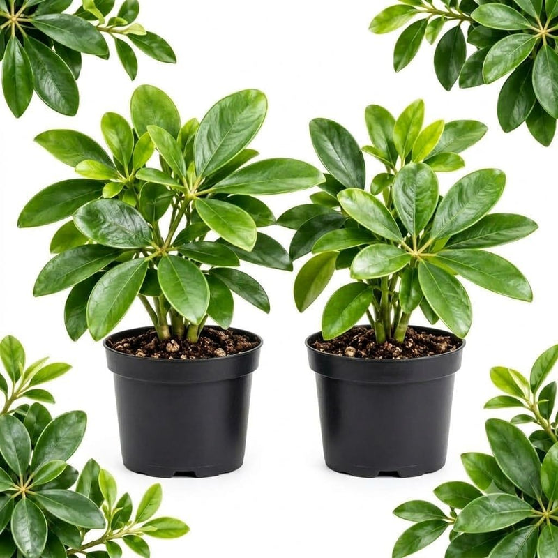 2 Schefflera Plant, Umbrella Tree Plant Live in 4 Inch Pot