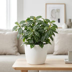 Watermelon Pilea Cadierei Plant, 4" Pot, Vigorous Aluminum Plant with Silver Striped Leaves, Sturdy Low Maintenance Foliage for Home & Office Decor