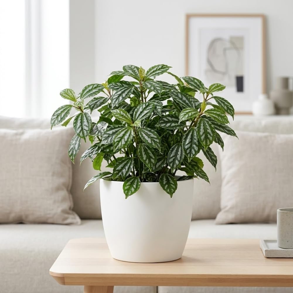 Watermelon Pilea Cadierei Plant, 4" Pot, Vigorous Aluminum Plant with Silver Striped Leaves, Sturdy Low Maintenance Foliage for Home & Office Decor