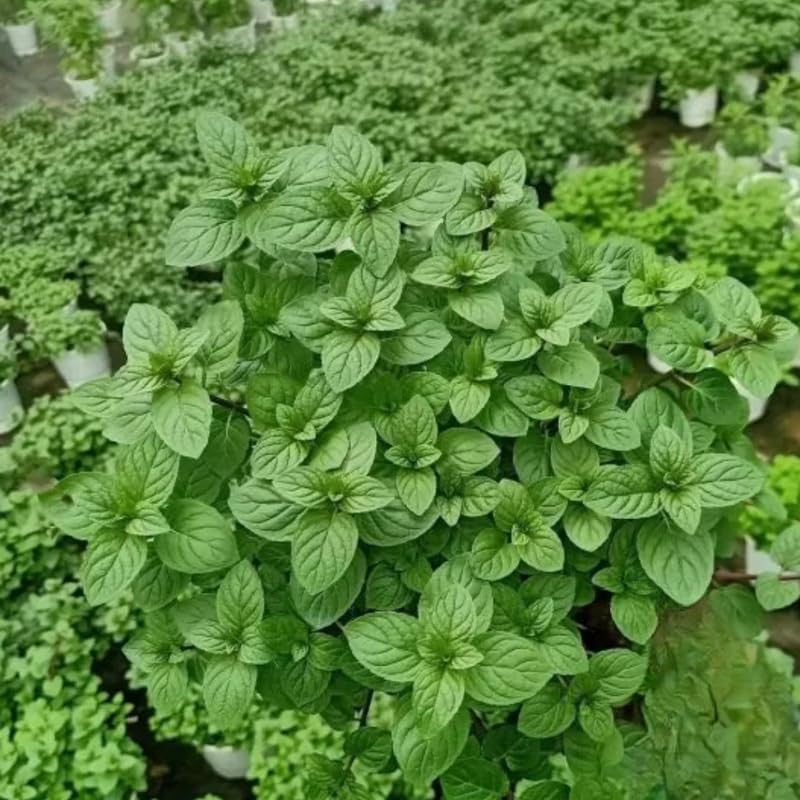 2 Spearmint Plant, 3" Pot, Fresh Herb Plants Live, Mint Plants for Inside Windowsills or Outdoor Garden Beds