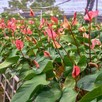 Anthurium Live Plant - Pink Anthurium, Aturios Planta Viva in 4 Inch Pot, Air Purifying Flowering Indoor Houseplant, Home, Room, or Office Décor, Easy to Grow