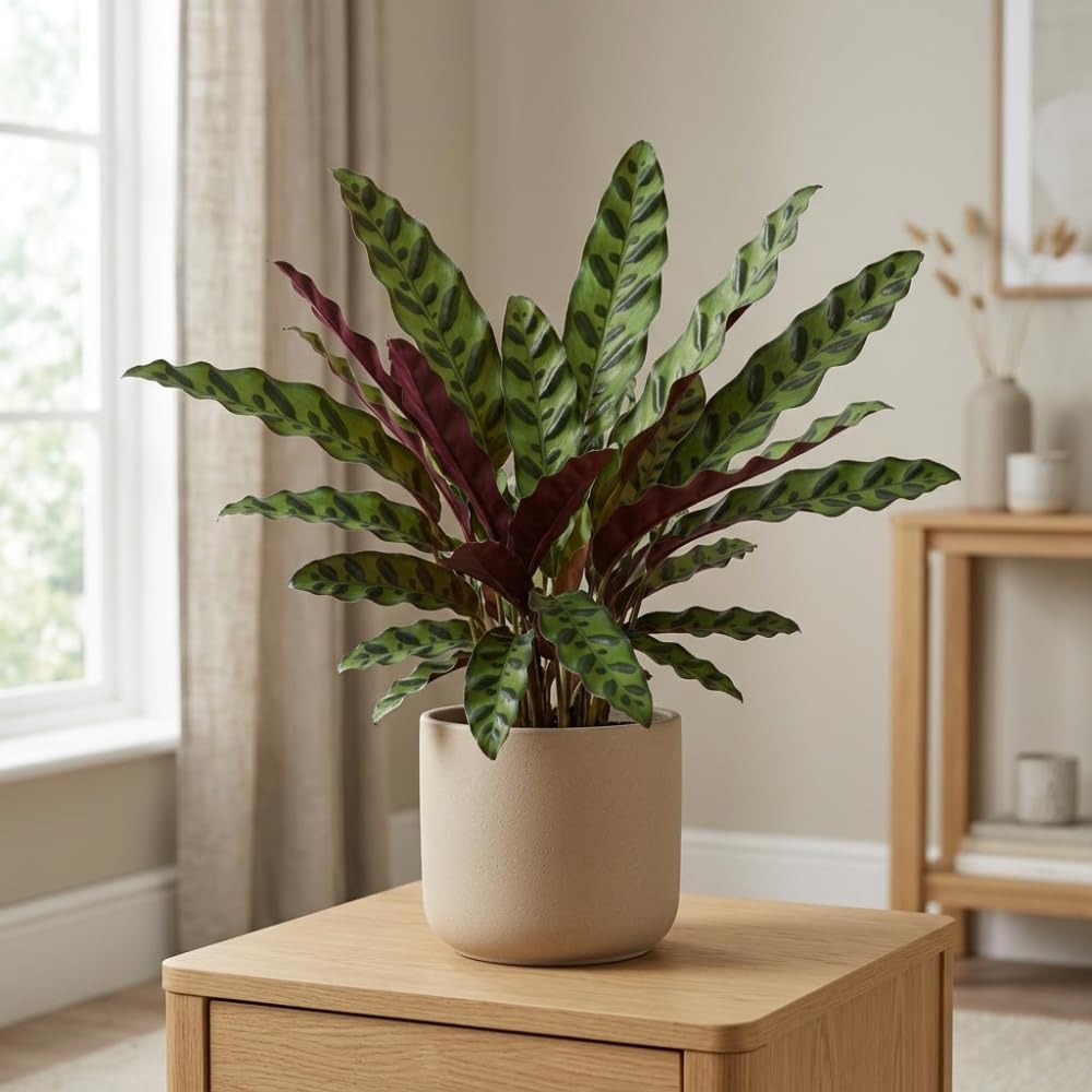 Calathea Rattlesnake Plant, 4" Pot, High-Vigor Low Maintenance Houseplant for Desks, Pet-Friendly Wavy Green & Purple Foliage