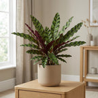 Calathea Rattlesnake Plant, 4" Pot, High-Vigor Low Maintenance Houseplant for Desks, Pet-Friendly Wavy Green & Purple Foliage