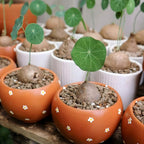 Stephania Cephalantha Caudex Live Plant in 2.5 – 3" Inch Pot | Beginner-Friendly Indoor Plant | Enhances Minimalist & Interiors | Thoughtful Gift for Plant Fans