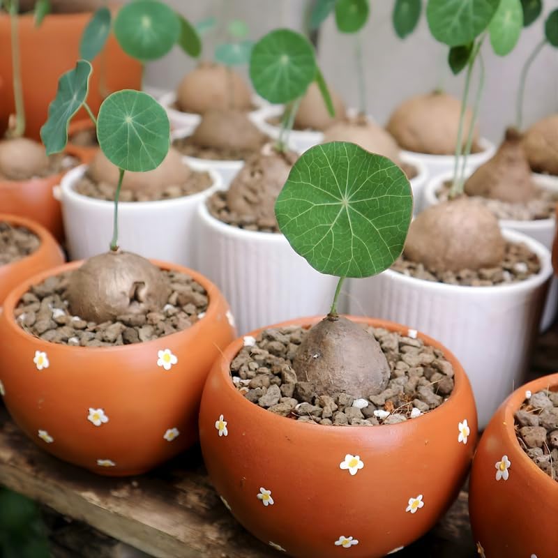 Stephania Cephalantha Caudex Live Plant in 2.5 – 3" Inch Pot | Beginner-Friendly Indoor Plant | Enhances Minimalist & Interiors | Thoughtful Gift for Plant Fans