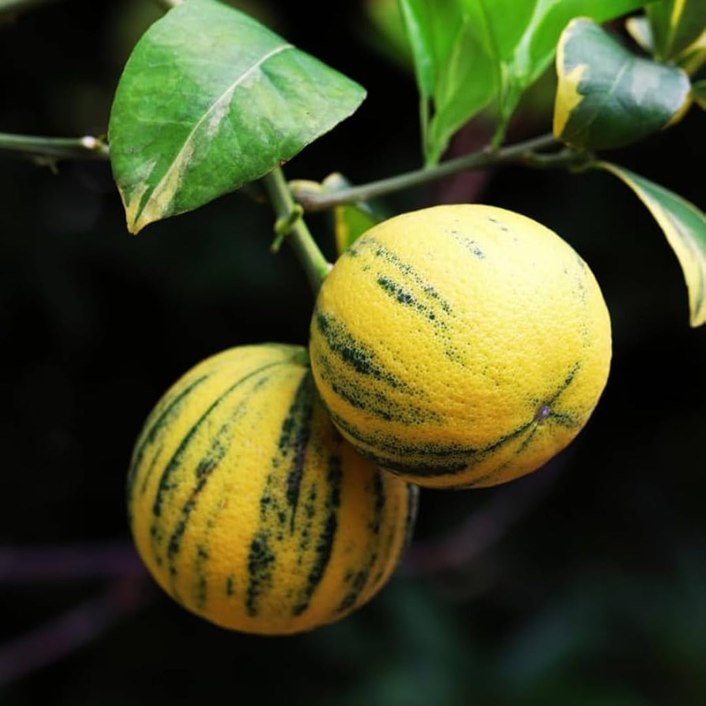 Pink Variegated Lemon Tree for Planting | 2.5–3 Feet Live Plant | Indoor or Outdoor Fruit Tree for Homes, Patios & Yards | No Ship to CA,HI,AK