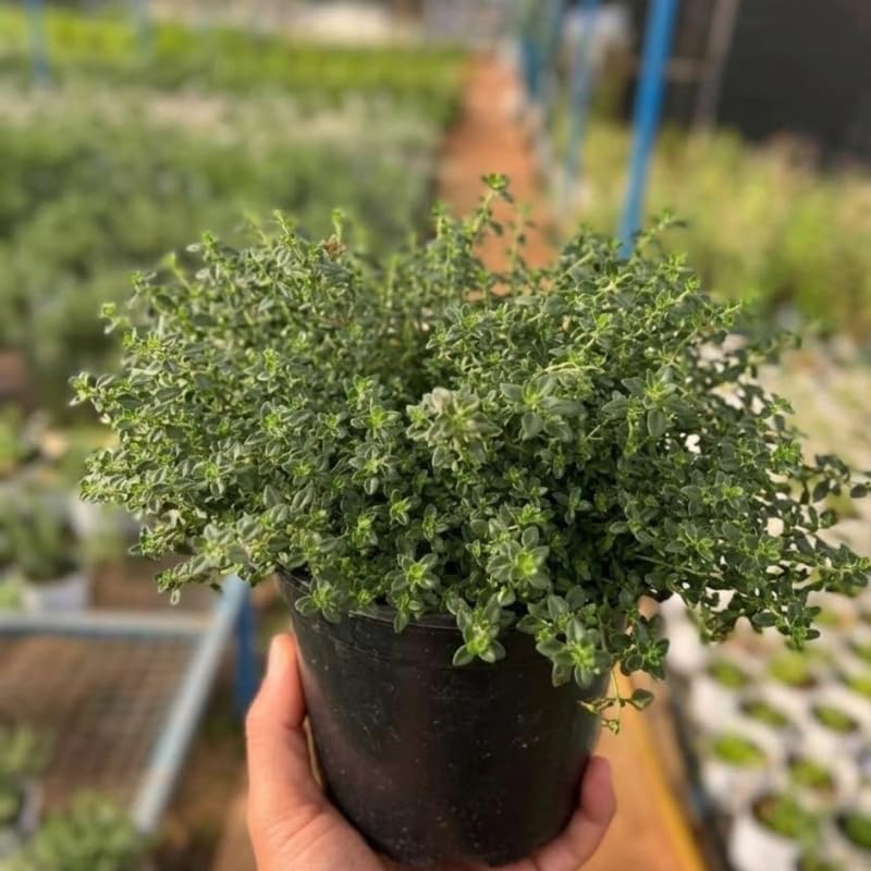 Lemon Thyme Plant, 4 Inch Size, Low Maintenance Edible Groundcover for Sunny Kitchen Gardens and Patios