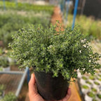 Lemon Thyme Plant, 4 Inch Size, Low Maintenance Edible Groundcover for Sunny Kitchen Gardens and Patios
