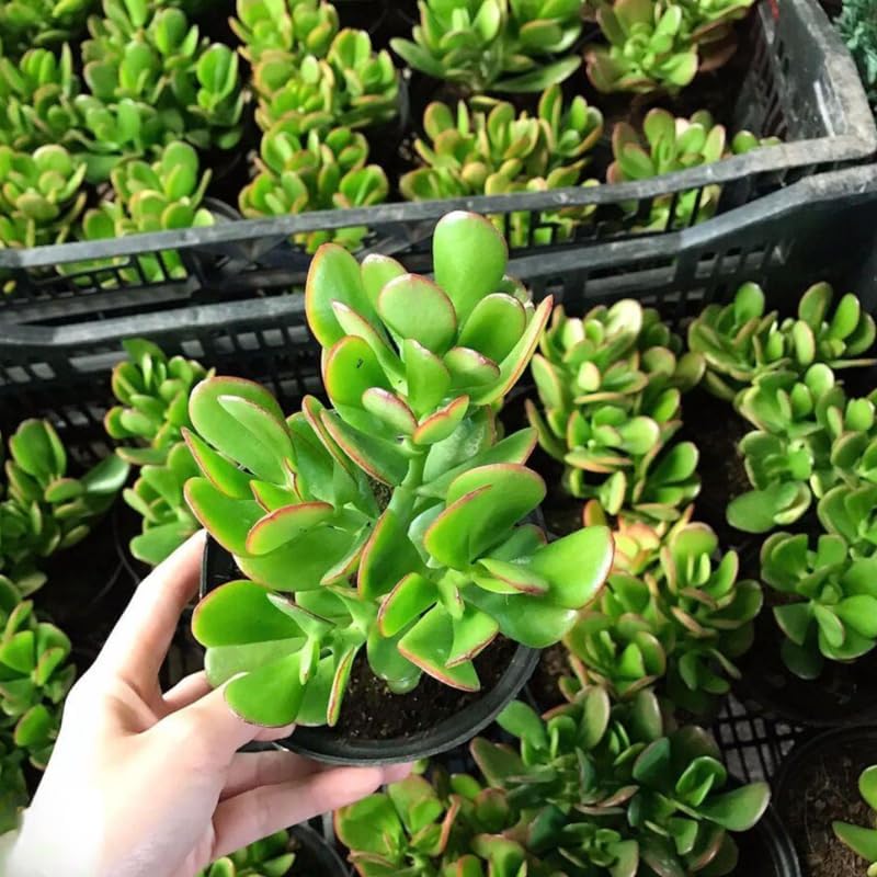 Variegated Jade Live Succulent in 2" Inch Pot | Crassula Ovata | Compact Tri-Color Plant | Ideal for Collections & Gifts