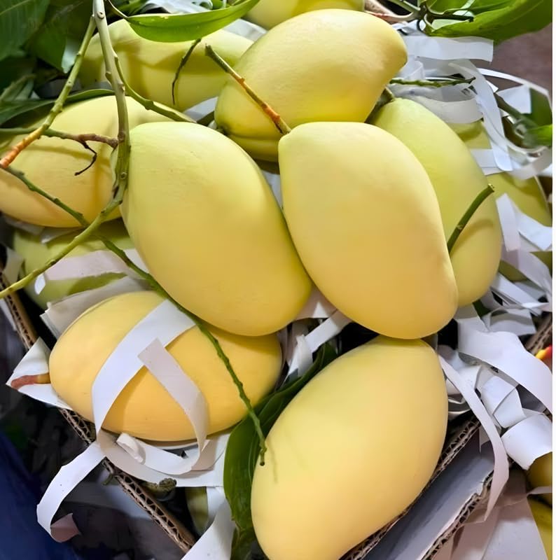 Carrie Mango Trees Live Plants |Sweet Fruit Tree 2.5–3 Ft Tall | Compact Tropical Mango Variety with Rich, Aromatic Fruit | Ideal for Yard, Patio & Warm-Climate Gardens | No Ship CA, HI, AK