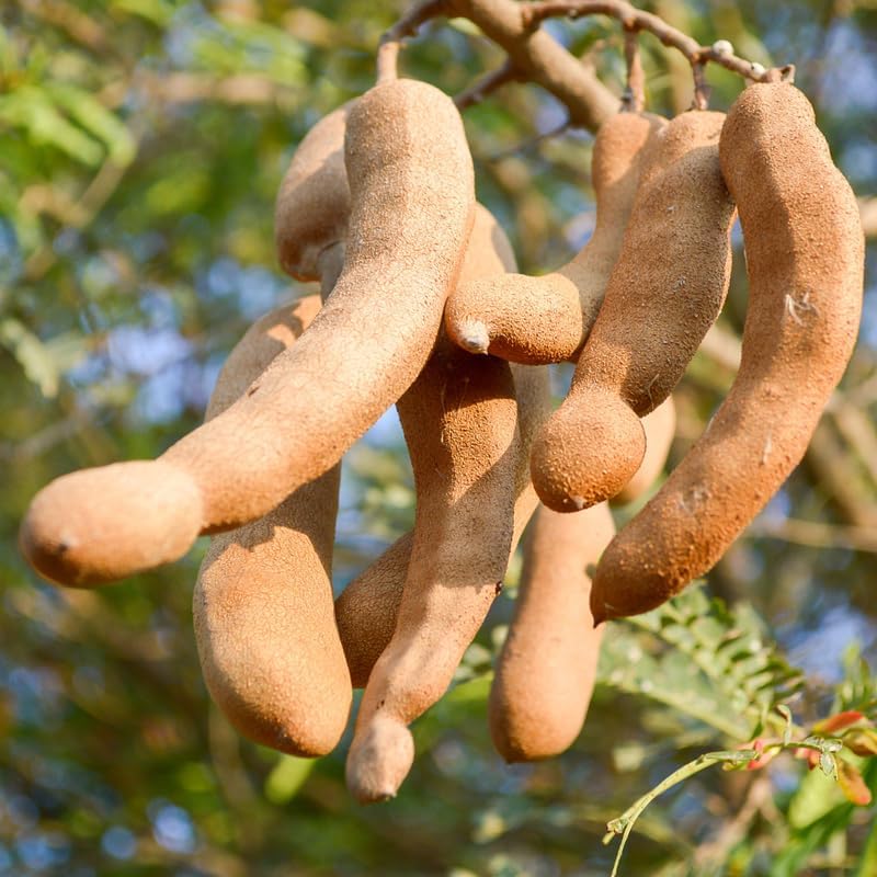 No Ship to CA, HI, AK, Sour Tamarind Tree Live Plant, 2-3 Foot Tall Potted Plant, 3 Gallon Size, Easy Care Tropical Greenery, Fruit Tree for Home Landscapes
