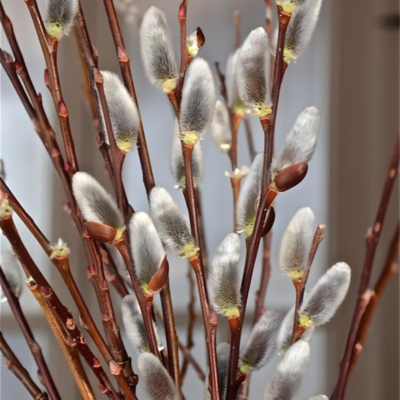 2 French Pussy Willow Live Plants | Pussy Willow Tree Live Plant for Outdoor Planting | 1–2 Feet Tall Well-Established Trees | Ideal for Landscape and Seasonal Interest
