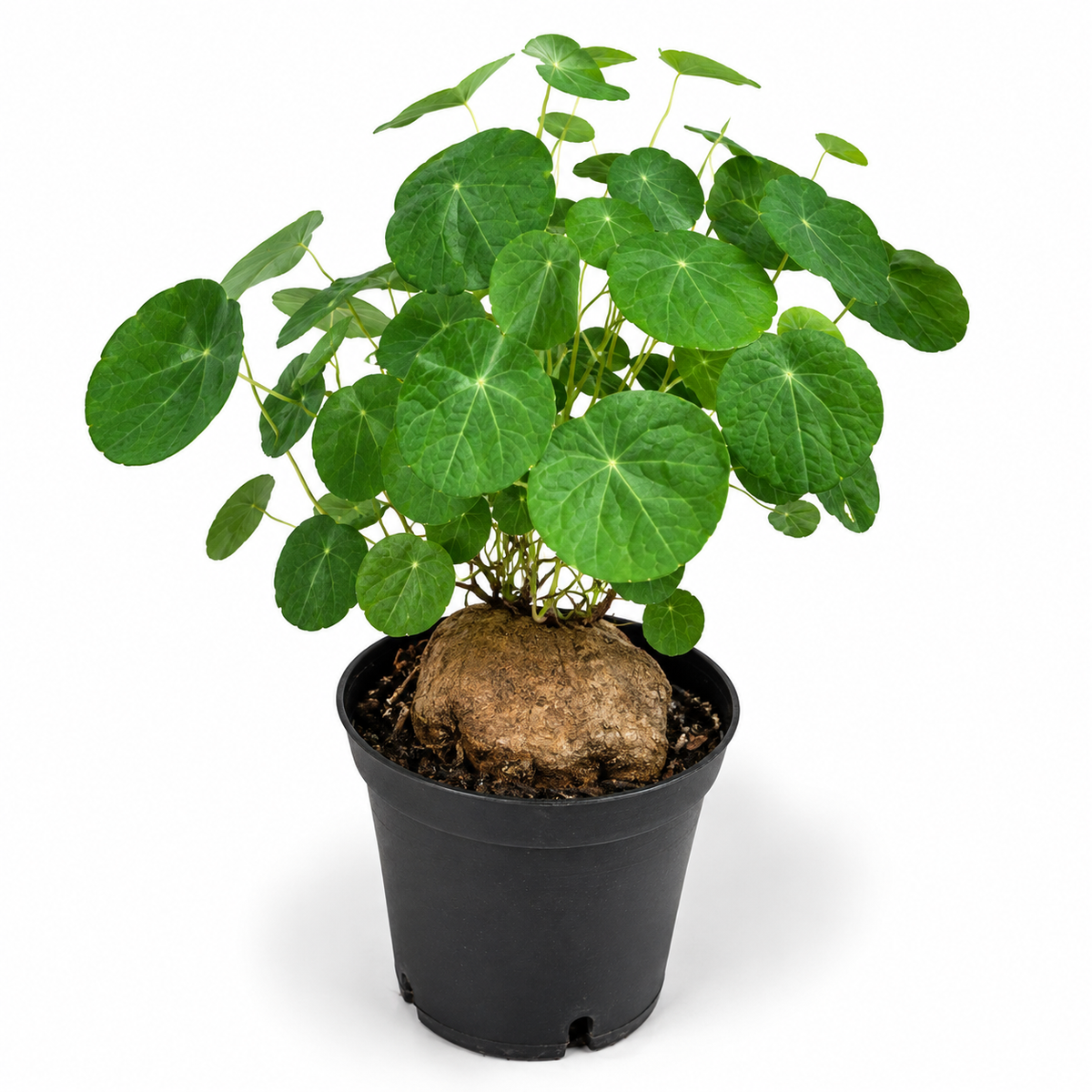 Stephania Plant Live, 2 – 2.5" Rare Caudex Bulb, Compact Stephania Erecta Bulb, Simple-Care Indoor Houseplant, Ideal for Unique Plant Gifts