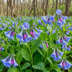 20 Virginia Bluebells Plants Roots, Easy to Grow Mertensia Virginica, Low Maintenance Bell-Shaped Blue Flowers for Shaded Landscaping