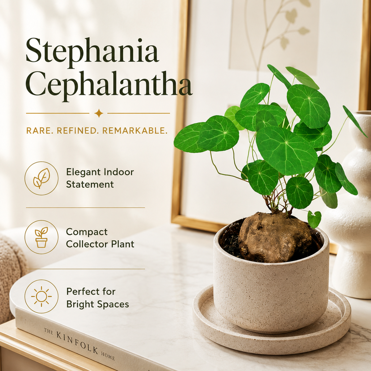 Stephania Plant Live, 2 – 2.5" Rare Caudex Bulb, Compact Stephania Erecta Bulb, Simple-Care Indoor Houseplant, Ideal for Unique Plant Gifts